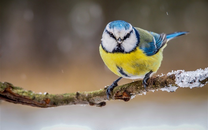 Invierno, blanco amarillo azul plumas de aves Fondos de pantalla, imagen