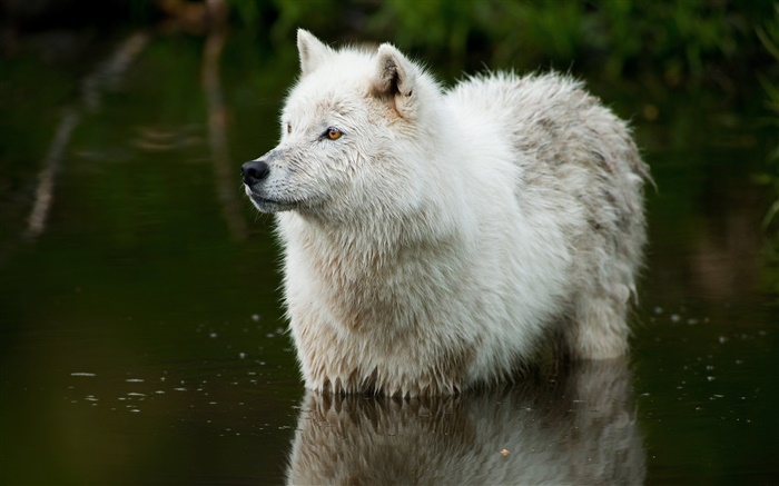 Lobo en el río Fondos de pantalla, imagen