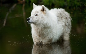 Lobo en el río HD fondos de pantalla