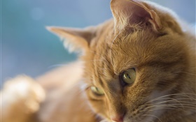 Los ojos amarillos gato, cara HD fondos de pantalla
