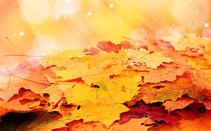 Las hojas amarillas, otoño, estrellas Fondos de pantalla, imagen