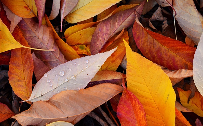 Las hojas amarillas, gotas de agua, otoño Fondos de pantalla, imagen