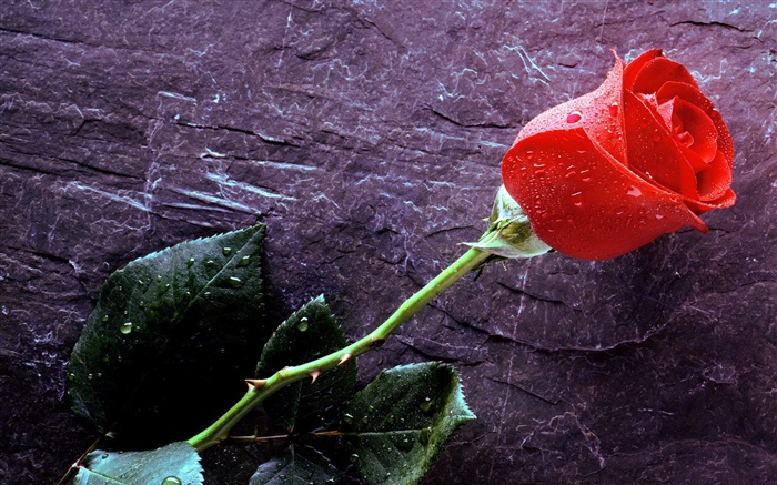 Una rosa roja, las gotas de agua Fondos de pantalla, imagen