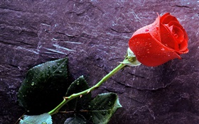 Una rosa roja, las gotas de agua