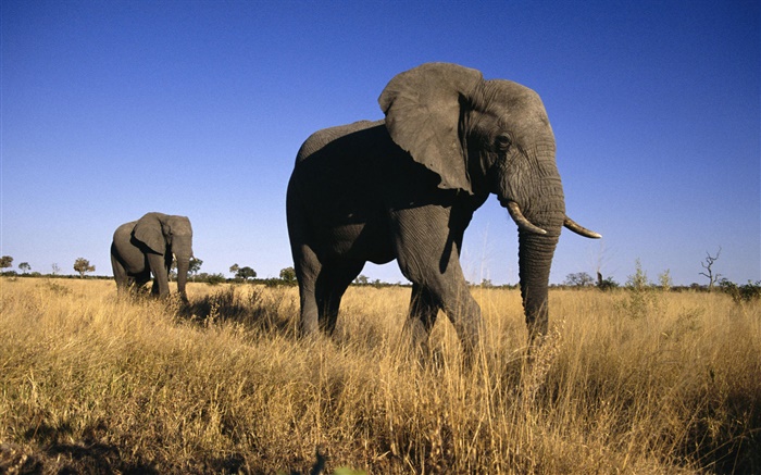 elefante africano Fondos de pantalla, imagen