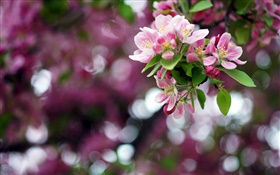 manzano, flores de color rosa, primavera, bokeh HD fondos de pantalla