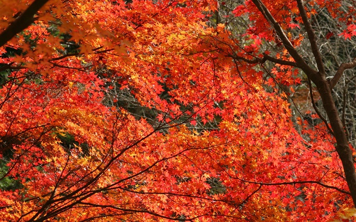 Otoño, hojas de arce hermosas, color rojo, árboles Fondos de pantalla, imagen