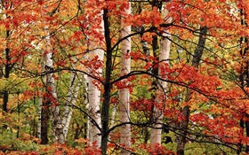 Otoño, bosques, abedul, hojas rojas