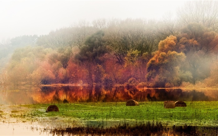 Otoño, bosque, árboles, estanque, follaje, niebla, por la mañana Fondos de pantalla, imagen