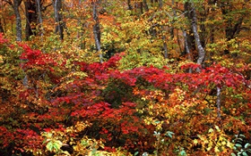 bosque de otoño, ramitas, hojas rojas y amarillas