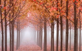 mañana de otoño, árboles, hojas de arce rojo, niebla