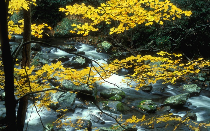 Otoño, paisaje de la naturaleza, hojas de color amarillo, árboles, arroyo Fondos de pantalla, imagen