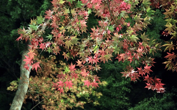 Otoño, árbol, hojas de arce verdes y rojos Fondos de pantalla, imagen