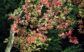 Otoño, árbol, hojas de arce verdes y rojos