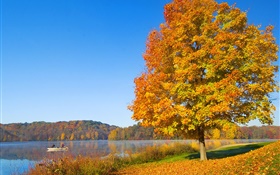 Otoño, árboles, hojas amarillas, río