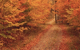 Otoño, árboles, carreteras, hojas rojas