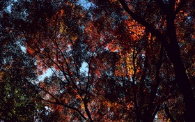 Otoño, árboles, visión superior, hojas de arce