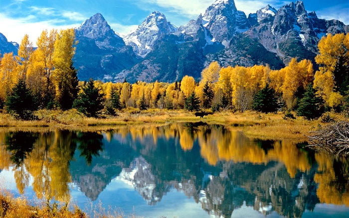 Otoño, árboles, amarillo, lago, montaña Fondos de pantalla, imagen
