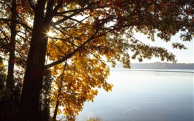 Otoño, hojas amarillas árbol, lago, sol