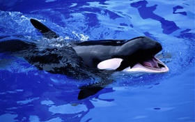 cría de ballena, de la orca, agua de mar azul