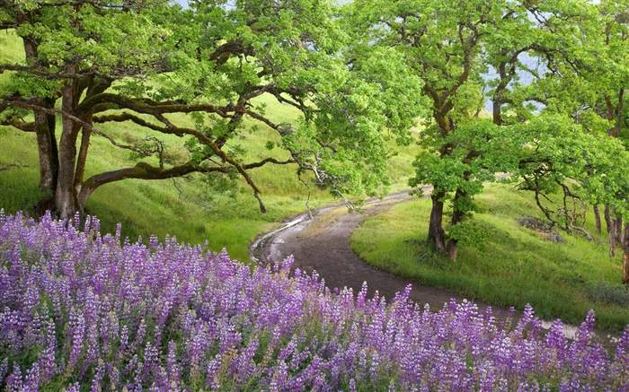 Bald Hills, Parque nacional de las secoyas, EE.UU., árboles, flores silvestres Fondos de pantalla, imagen