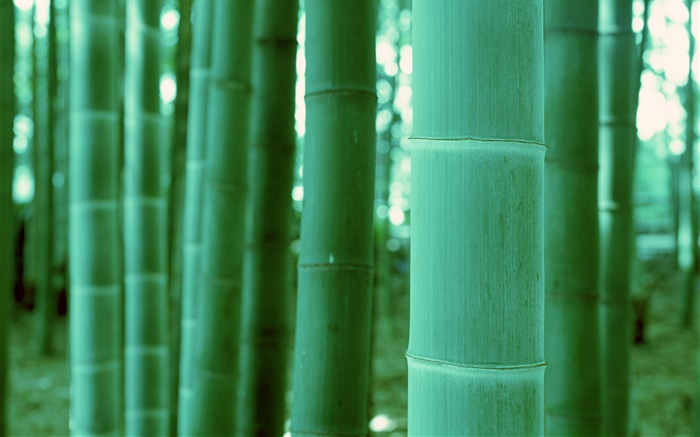 Bambú primer plano, bokeh Fondos de pantalla, imagen
