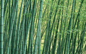 Bambú primer plano, bosque, verano