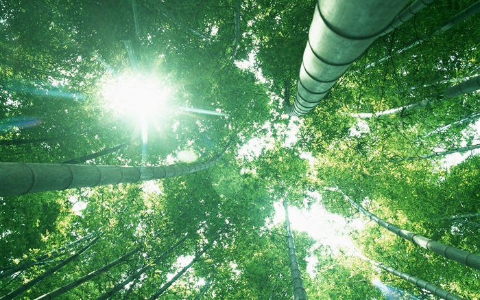bosque de bambú, mira hacia arriba, luz del sol, las hojas verdes Fondos de pantalla, imagen