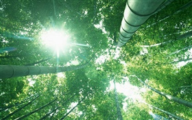 bosque de bambú, mira hacia arriba, luz del sol, las hojas verdes