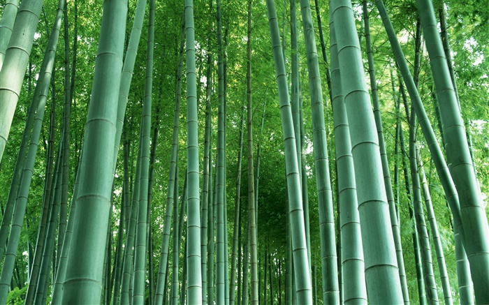 Bosque de bambú Fondos de pantalla, imagen