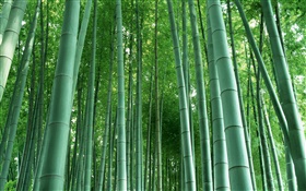 Bosque de bambú HD fondos de pantalla