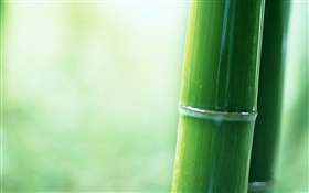 Bambú parcial de primer plano