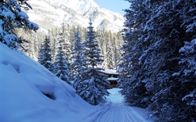 Parque Nacional Banff, Canadá, árboles, casa, montañas, nieve
