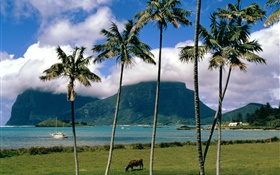 Bahía, mar, palmeras, césped, nubes, Australia HD fondos de pantalla