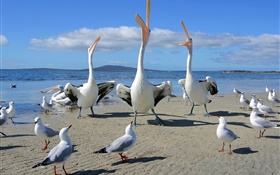 Playa, gaviotas, aves marinas HD fondos de pantalla