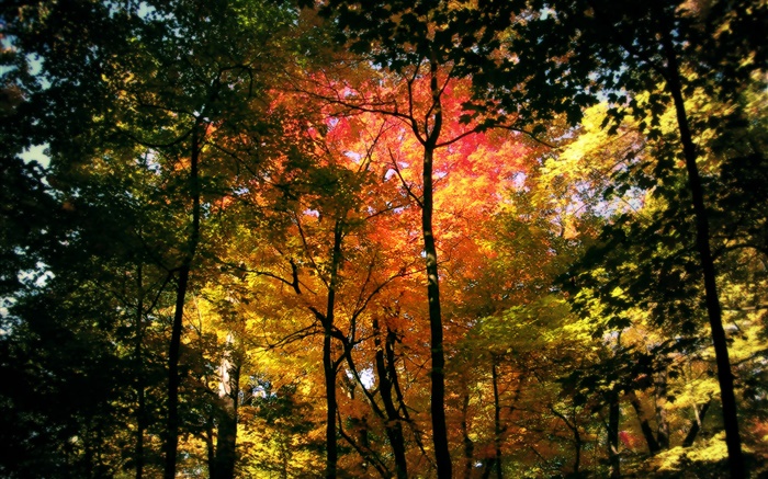 Hermoso bosque de otoño, las hojas rojas Fondos de pantalla, imagen