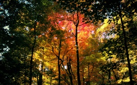 Hermoso bosque de otoño, las hojas rojas HD fondos de pantalla