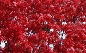 Hermoso del otoño, hojas de color rojo, árboles, bosque