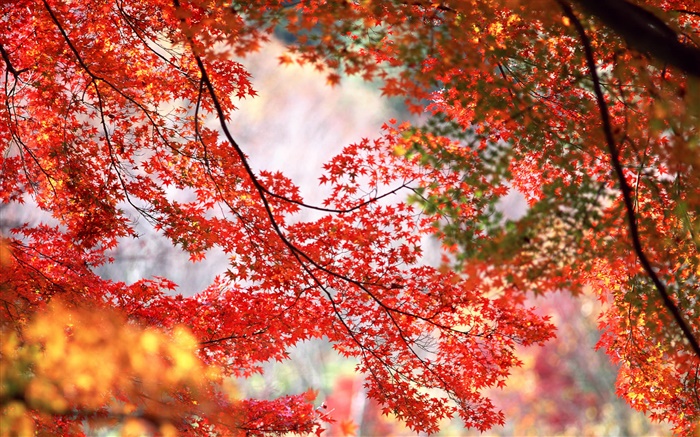 Hermoso otoño, árboles, ramas, hojas de arce rojo Fondos de pantalla, imagen