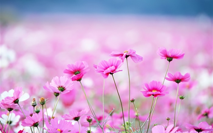Hermosas flores kosmeya, bokeh Fondos de pantalla, imagen