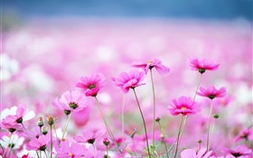Hermosas flores kosmeya, bokeh