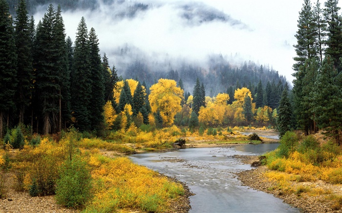 Hermoso paisaje de la naturaleza, bosque, árboles, niebla, río, otoño Fondos de pantalla, imagen