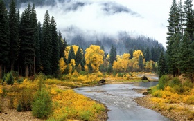 Hermoso paisaje de la naturaleza, bosque, árboles, niebla, río, otoño HD fondos de pantalla