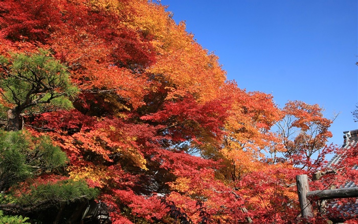 Rojas hermosas de otoño, hojas, árboles Fondos de pantalla, imagen