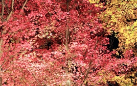 hojas rojas hermosas, árbol de arce, otoño