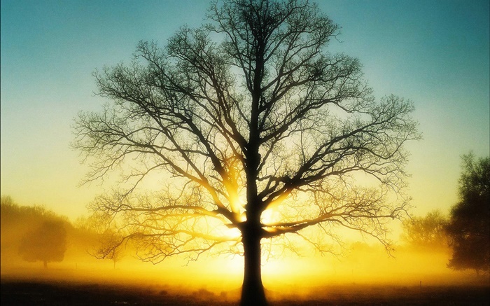 Hermoso amanecer, árbol, sol, amanecer Fondos de pantalla, imagen
