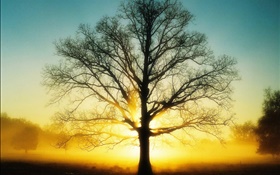 Hermoso amanecer, árbol, sol, amanecer