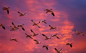 gansos salvajes grandes en el cielo rojo, puesta del sol