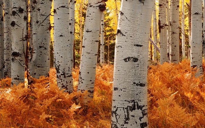 Los árboles de abedul, bosque, otoño Fondos de pantalla, imagen