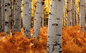 Los árboles de abedul, bosque, otoño